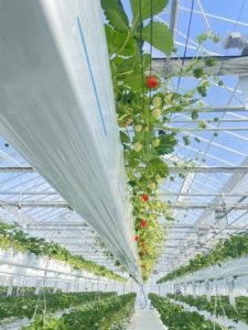 いちごの期間延長のお知らせ